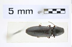 Foto (Dorsalansicht) von Liotrichus (Liotrichus) hypocrita kurilensis (Miwa,1928) (NHMW-ZOO-COL-0008297)